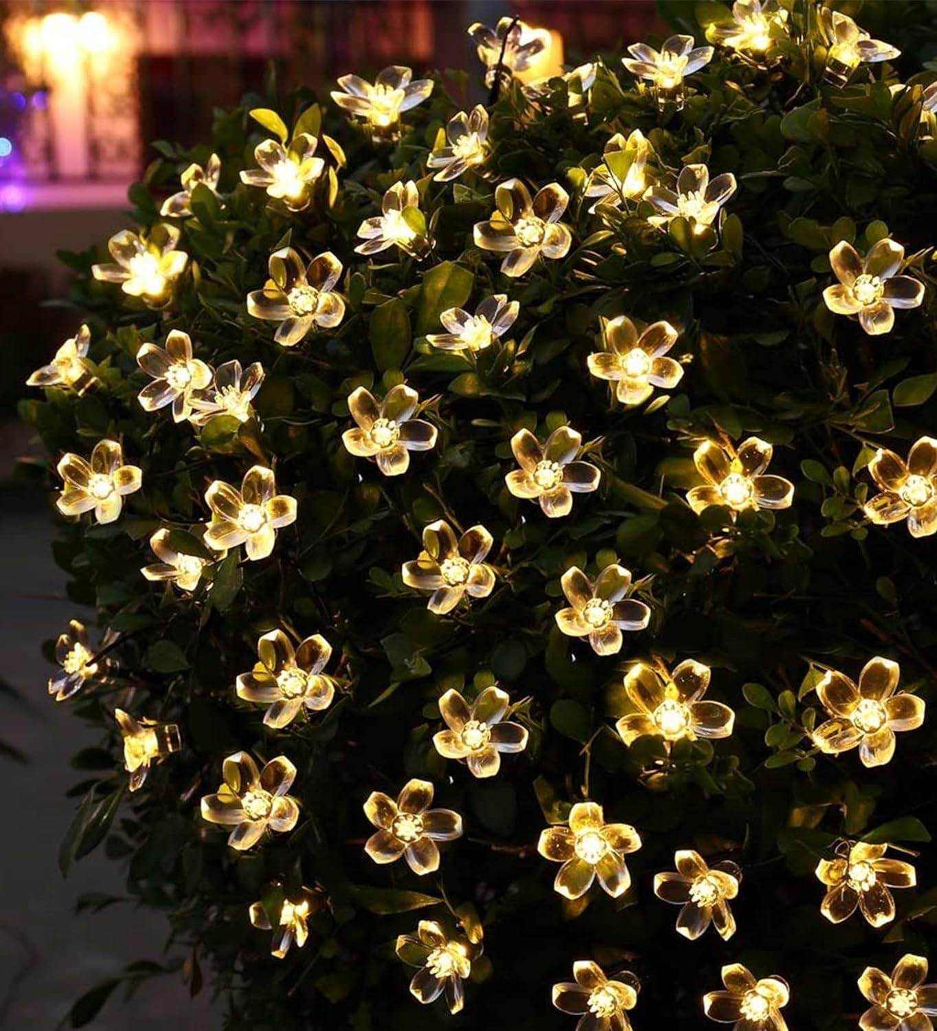  Glowing lights decorating a bush in the night.